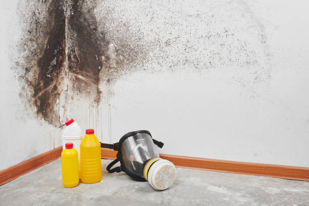 Best Home Mold Removal  in Prudenville, MI