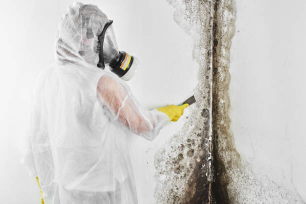 Attic Mold Removal in Prudenville, MI