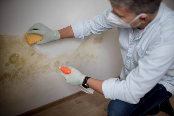 Best Mold Removal Company Near Me  in Prudenville, MI