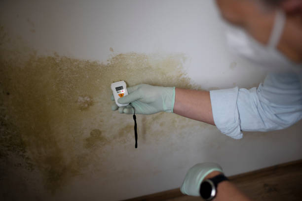 Best Commercial Mold Removal  in Prudenville, MI