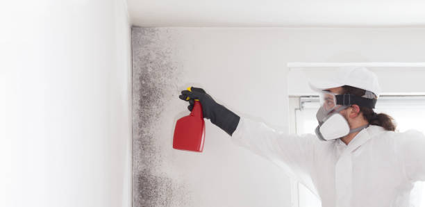 Prudenville, MI Mold Removal Company