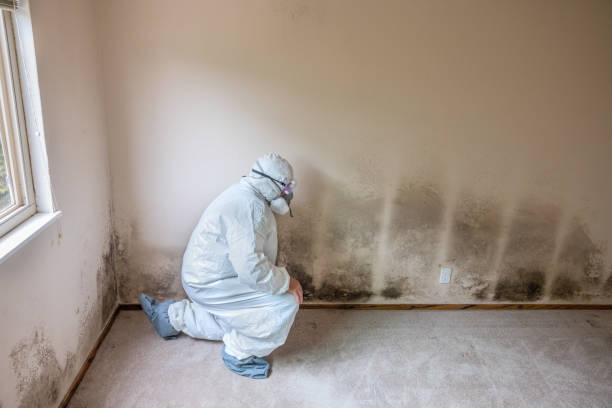Best Certified Mold Removal  in Prudenville, MI