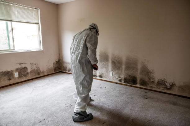 Best Toxic Mold Removal  in Prudenville, MI