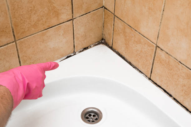 Best Professional Mold Removal  in Prudenville, MI
